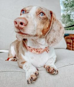 Dog Collar - Apple Cider -Furfinity Cheap Shop apple cider dog collar 50251767 97a4 4081 b0a7 bb3698c09ba6