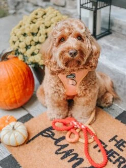 Dog Adjustable Harness - Apple Cider -Furfinity Cheap Shop apple cider dog harness 2