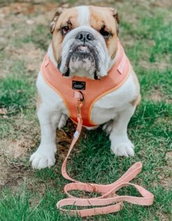 Dog Adjustable Harness - Apple Cider -Furfinity Cheap Shop apple cider dog leash bulldog