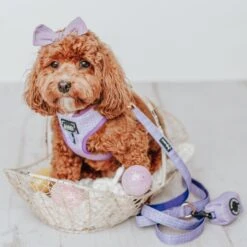 Dog Four Piece Bundle - Aurora -Furfinity Cheap Shop aurora dog bundle 10