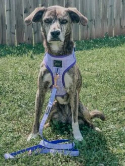 Dog Four Piece Bundle - Aurora -Furfinity Cheap Shop aurora dog bundle 5