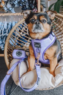 Dog Waste Bag Holder - Aurora -Furfinity Cheap Shop aurora dog bundle 6 b11b48d6 f0b5 4792 900e cdfac6461c99