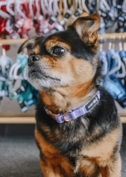 Collar Three Piece Bundle - Aurora 20 Collar Three Piece Bundle - Aurora -Furfinity Cheap Shop aurora dog collar 3 aa58f095 92a4 4447 b212 8989be482748