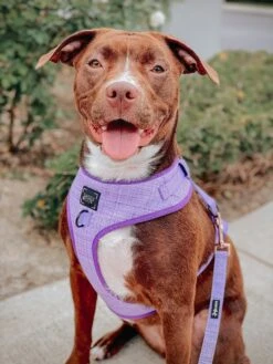 Dog Four Piece Bundle - Aurora -Furfinity Cheap Shop aurora dog harness 6