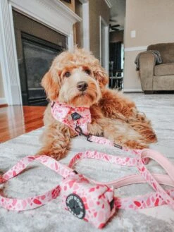 Dog Four Piece Bundle - Mykonos -Furfinity Cheap Shop autumn thegoldie 3