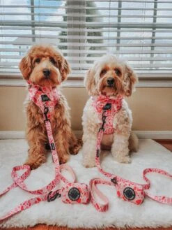 Dog Four Piece Bundle - Mykonos -Furfinity Cheap Shop autumn thegoldie 6