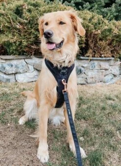 Dog Leash - Baby Got Black -Furfinity Cheap Shop baby got black 2