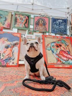 Dog Rope Leash - Noir 19 Dog Rope Leash - Noir -Furfinity Cheap Shop baby got black dog harness 21 524966e2 8535 4ae0 b4a0 ef74fe2cbcf9