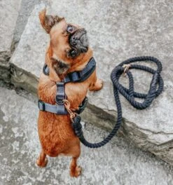 Dog Rope Leash - Noir 20 Dog Rope Leash - Noir -Furfinity Cheap Shop baby got black dog rope leash