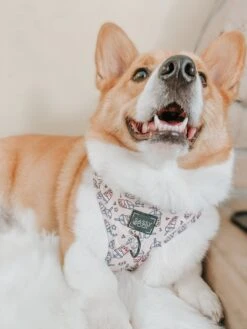 Dog Two Piece Bundle - Spill The Tea -Furfinity Cheap Shop bamboo theloaf 2 9381ad43 5ec5 41b3 816a 1e9ee4ace10d