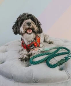 Dog Rope Leash - Hunter -Furfinity Cheap Shop bandit sassy woof photos 11 6d6c7e29 e15a 47b4 8a6b 04bd09bba813