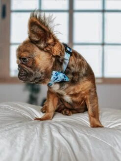 Dog Collar - Berry Sassy -Furfinity Cheap Shop banjofluffyfrenchie 1