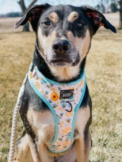 Dog Two Piece Bundle - Bee Sassy 23 Dog Two Piece Bundle - Bee Sassy -Furfinity Cheap Shop bee sassy dog harness 2 78d78de3 401a 4466 b3b3 572e98899122