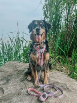 Dog Four Piece Bundle - Good Vibes -Furfinity Cheap Shop being bristol 31df9414 01c7 4870 b983 4517d500b4f8