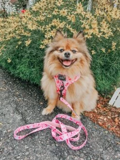 Dog Four Piece Bundle - Mykonos -Furfinity Cheap Shop bella bear pom 2