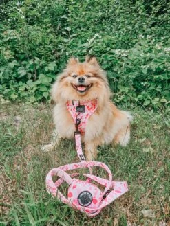 Dog Waste Bag Holder - Mykonos -Furfinity Cheap Shop bella bear pom 3