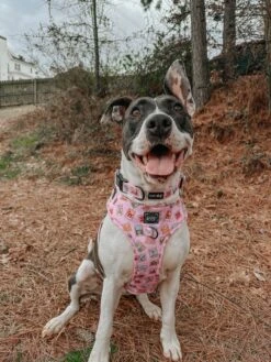 Dog Two Piece Bundle - Out Of Office -Furfinity Cheap Shop bellatrixswan 1