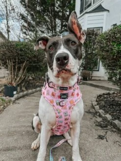 Dog Adjustable Harness - Out Of Office -Furfinity Cheap Shop bellatrixswan 2 707d09dd 14e9 419d b62e 853ddcf42191