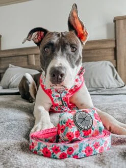 Dog Four Piece Bundle - Floral Frenzy -Furfinity Cheap Shop bellatrixswan 2 8eaf2876 0789 4b60 856a e53aff11e1e7