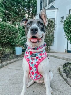 Dog Four Piece Bundle - Floral Frenzy -Furfinity Cheap Shop bellatrixswan 3