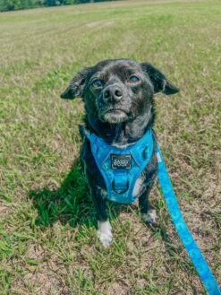 Dog Four Piece Bundle - Tropical Tides 33 Dog Four Piece Bundle - Tropical Tides -Furfinity Cheap Shop benji and squad 2 XS