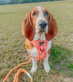 Dog Two Piece Bundle - Summer Sorbet -Furfinity Cheap Shop benji and squad L 58bf460d 805a 4d07 b886 333096e8a107