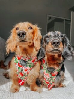 Dog Two Piece Bundle -Apple Of My Eye -Furfinity Cheap Shop benny jasper 949e9b72 e686 4889 9049 cdafa1360aa4