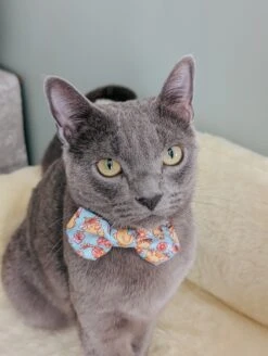 Cat Collar - Good Duck, Babe! -Furfinity Cheap Shop bilbo fluffins 1