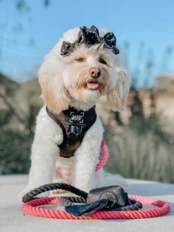 Dog Rope Leash - Juliet -Furfinity Cheap Shop black dog bundle 8 e9d2e3c7 5a9a 4512 ab81 18d108f4c18e