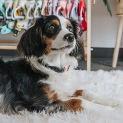 Dog Collar - Baby Got Black -Furfinity Cheap Shop black dog collar 1