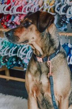 Dog Collar - Baby Got Black -Furfinity Cheap Shop black dog collar 4