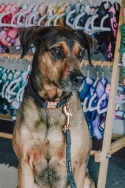 Dog Leash - Baby Got Black -Furfinity Cheap Shop black dog collar 5