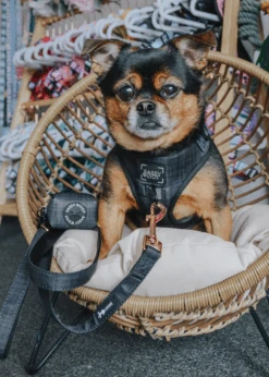 Dog Leash - Baby Got Black -Furfinity Cheap Shop black dog harness paco 3