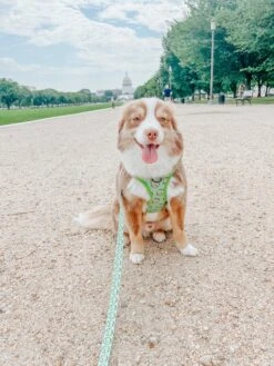 Dog Reversible Harness - Serving Up Sass -Furfinity Cheap Shop blantonsadventures