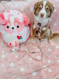 Dog Three Piece Bundle - P.S. I Woof You -Furfinity Cheap Shop blantonsadventures 1 450ab5b3 11bf 47d8 97fe 30ba4d46b6b1