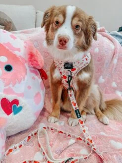 Dog Four Piece Bundle - P.S. I Woof You -Furfinity Cheap Shop blantonsadventures 2 746bdd81 8505 466a 8364 6a607292a4ae