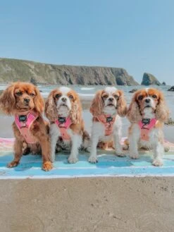 Dog Two Piece Bundle - Bikini Bod -Furfinity Cheap Shop blenheimcavs 1 809b434c abce 45f2 8165 e9a77cebdb2e