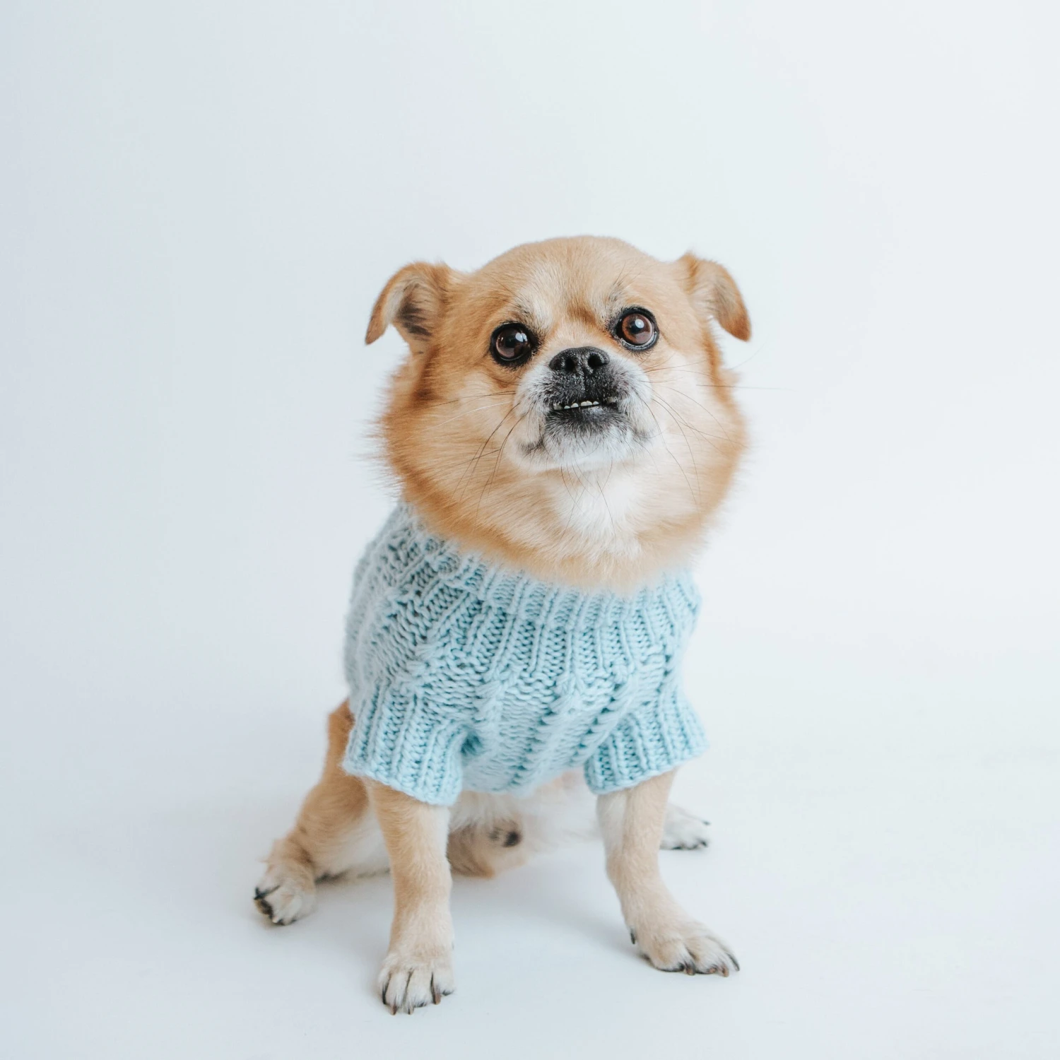 Dog Cable Knit Sweater - Light Blue 9 Dog Cable Knit Sweater - Light Blue - Image 7