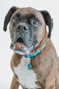 Dog Collar - Neon Blue -Furfinity Cheap Shop blue neon collar tag 4