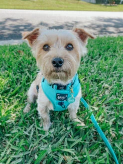 Dog Collar - Neon Blue -Furfinity Cheap Shop blue neon dog collection 1 1