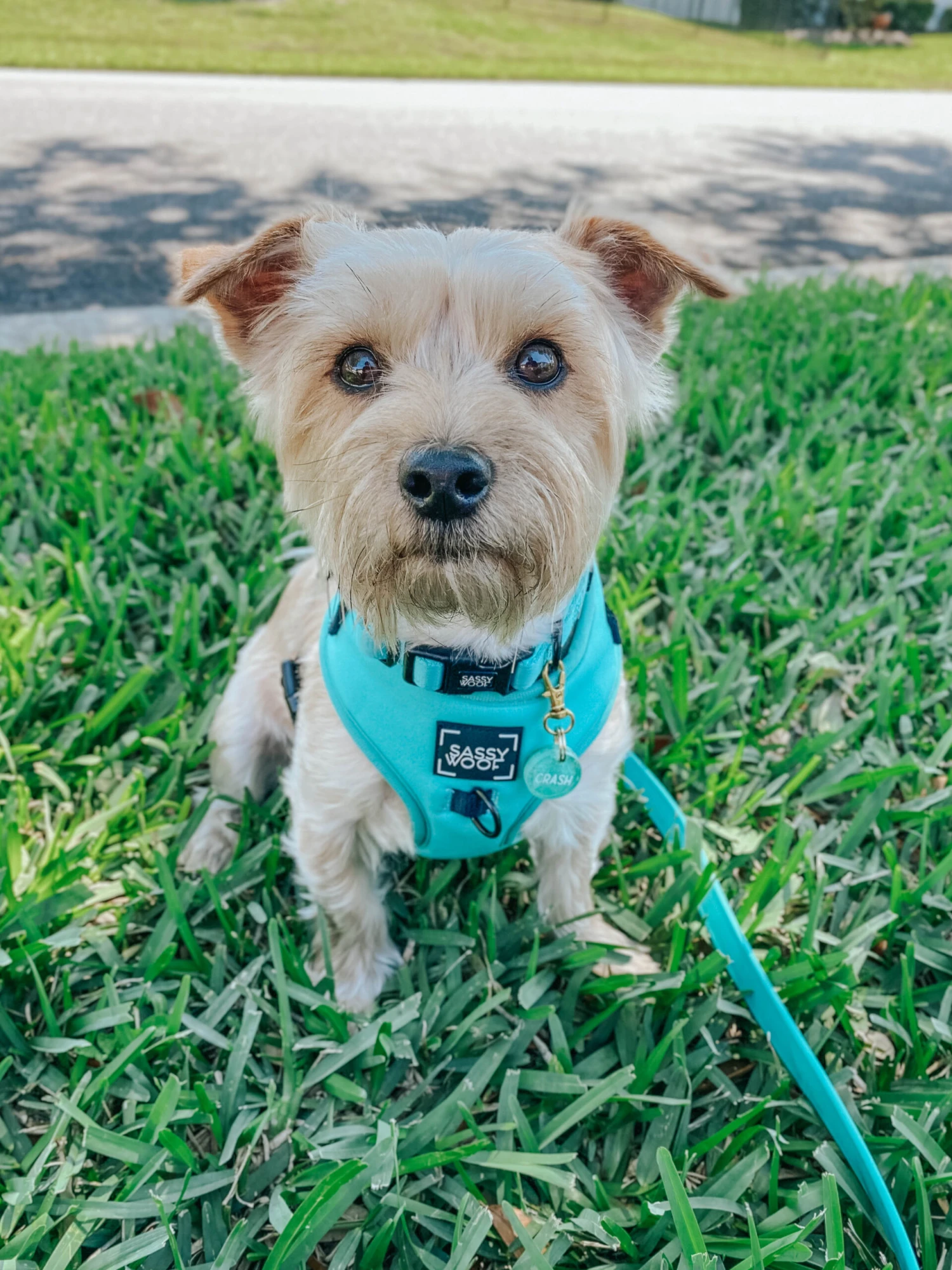 Dog Adjustable Harness - Neon Blue 8 Dog Adjustable Harness - Neon Blue - Image 6