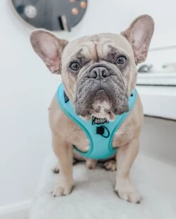 Dog Adjustable Harness - Neon Blue 28 Dog Adjustable Harness - Neon Blue -Furfinity Cheap Shop blue neon dog collection 2 66194402 0706 43b9 b314 28b5fae2e0b8