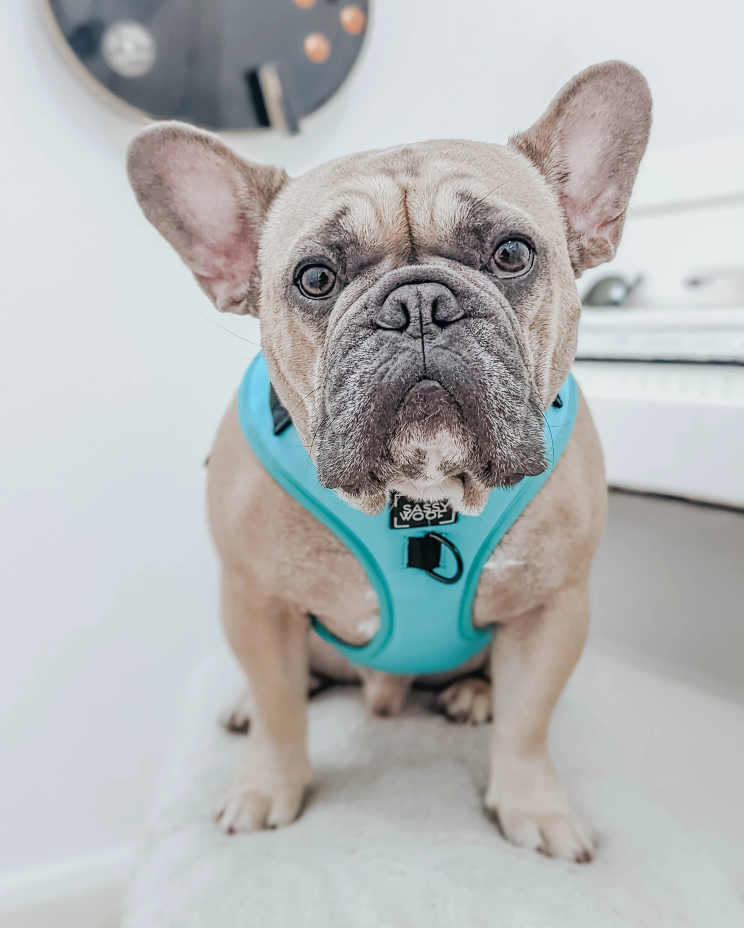 Dog Adjustable Harness - Neon Blue 13 Dog Adjustable Harness - Neon Blue - Image 11