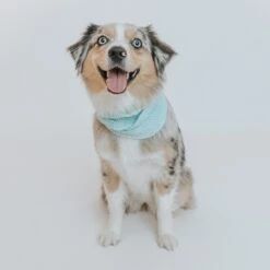 Dog Infinity Scarf - Blue -Furfinity Cheap Shop blue scarf dog