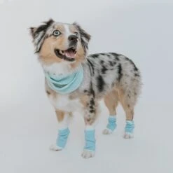 Dog Bundle - Infinity Scarf & Leg Warmers 18 Dog Bundle - Infinity Scarf & Leg Warmers -Furfinity Cheap Shop blue scarf leg warmer bundle dog 2