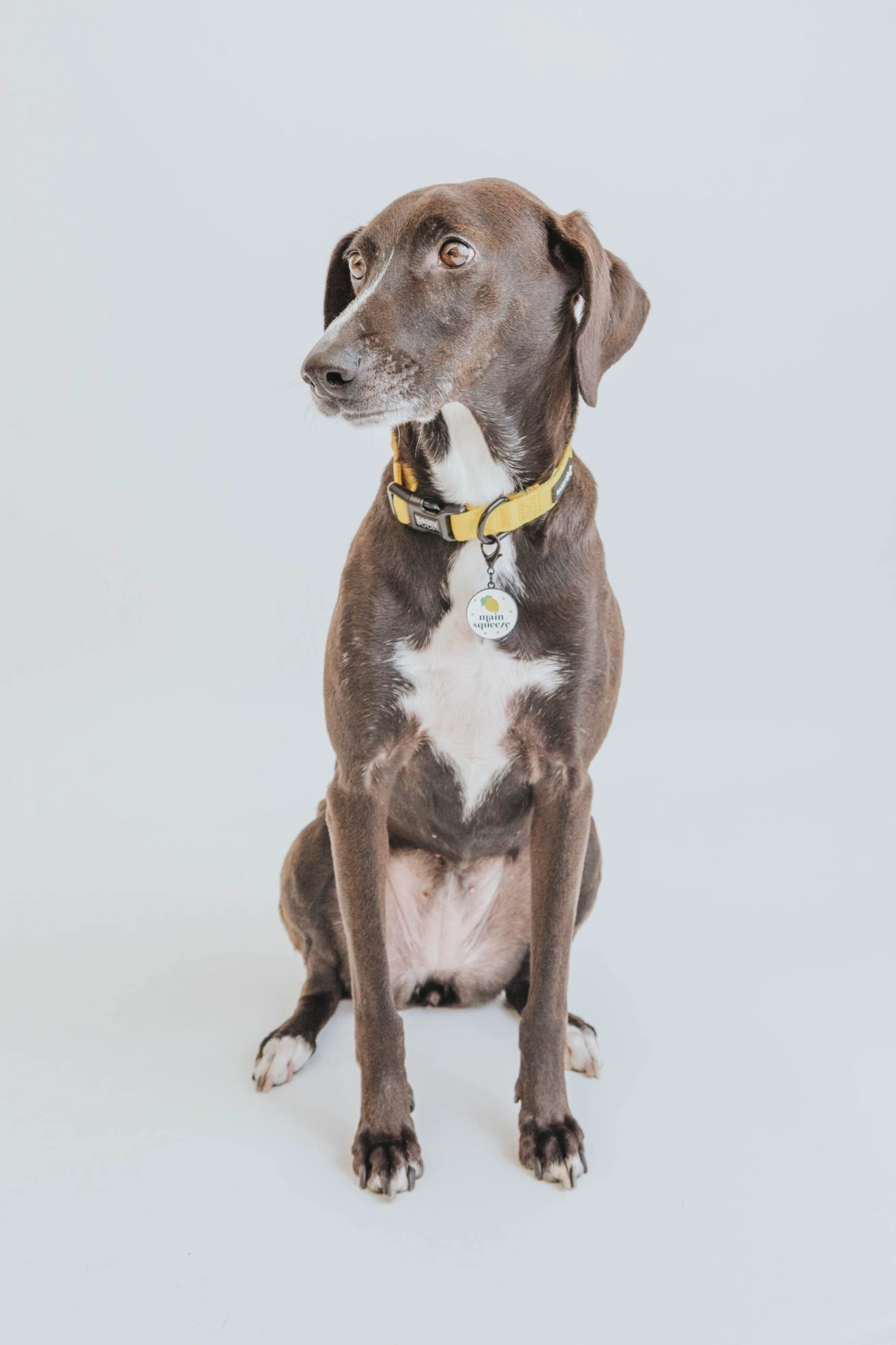 Dog Collar - Neon Yellow 10 Dog Collar - Neon Yellow - Image 8