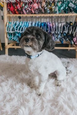 Dog Collar - Berry Sassy -Furfinity Cheap Shop blueberries dog collar 1 8e557a21 db84 4041 ac80 a8b4966120f5