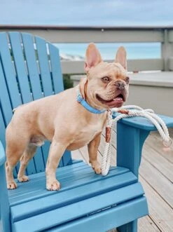 Dog Collar - Blumond 21 Dog Collar - Blumond -Furfinity Cheap Shop blumond dog collar 1