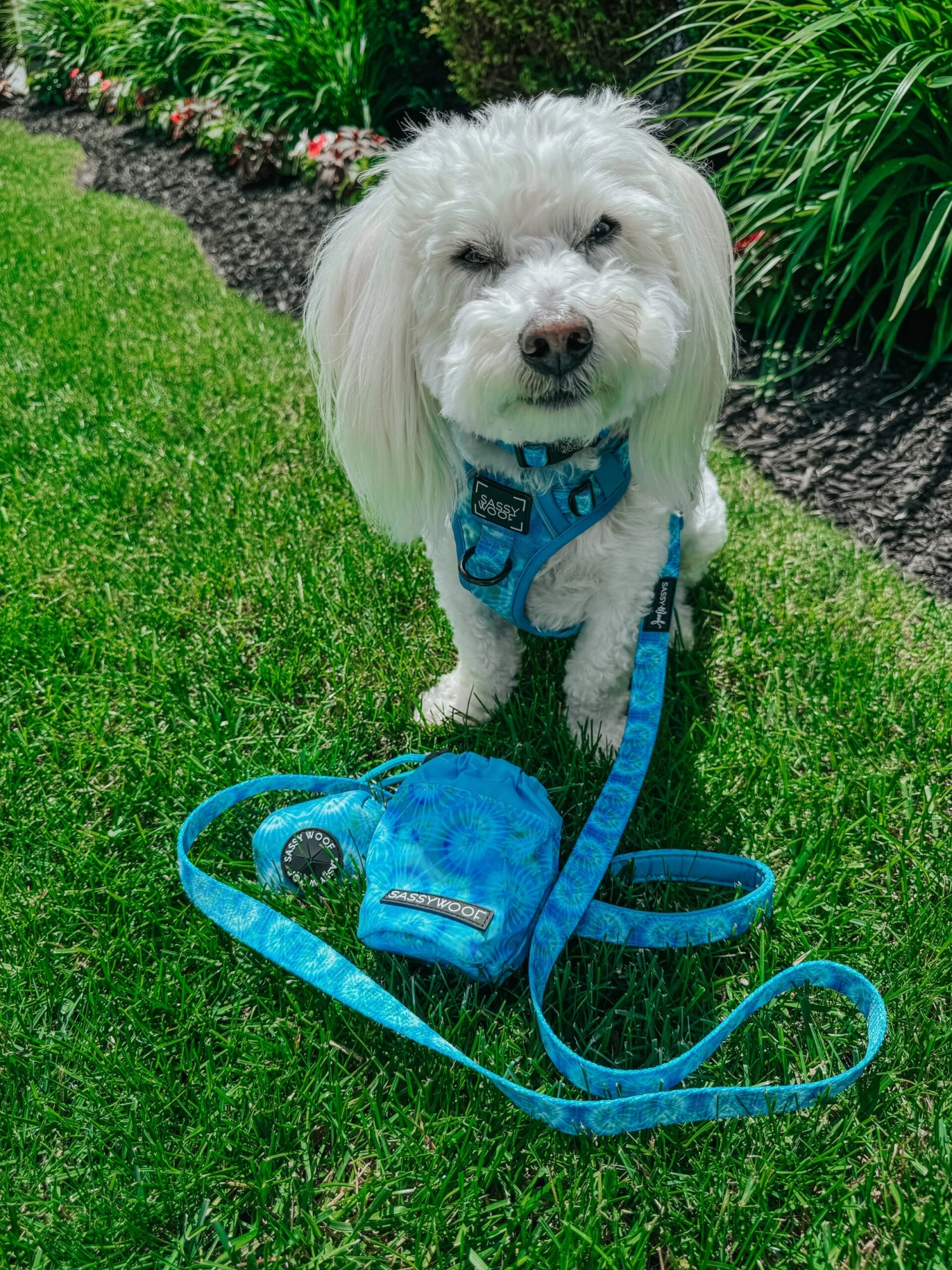 Dog Four Piece Bundle - Tropical Tides 15 Dog Four Piece Bundle - Tropical Tides - Image 13