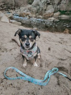 Dog Leash - Shrooms & Blooms -Furfinity Cheap Shop braxtonandcooper 1 bae294af cb4e 413e 8556 13c13fa3af78